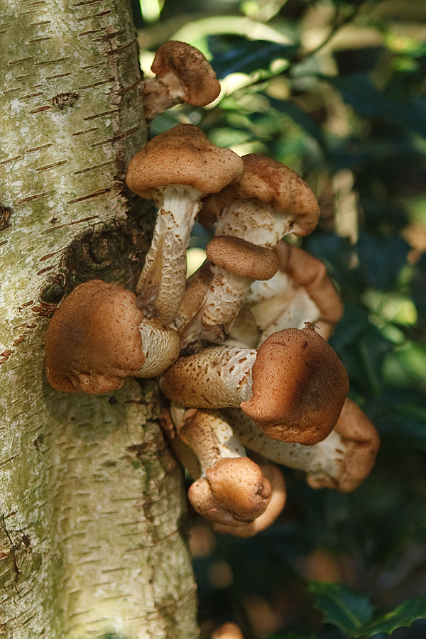 Armillaria ostoyae  Sombere honingzwam